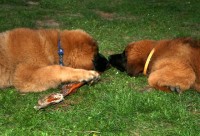 /album/fotogalerie-vrh-f/fanny-a-fido-jpg/